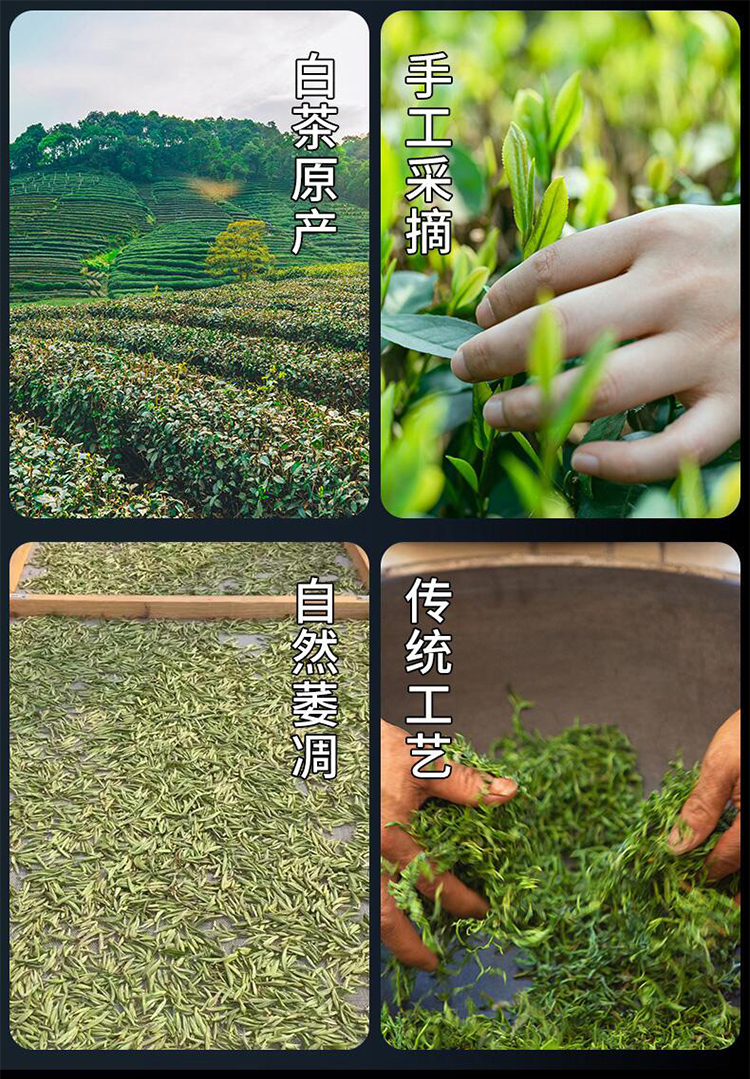 2014老白菜_05.jpg