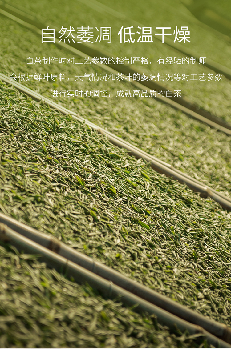 2016银针_06.jpg