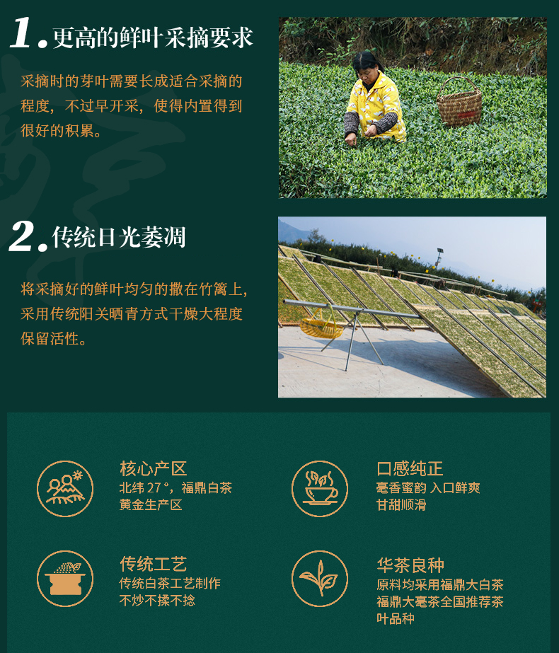 高山牡丹王_08.jpg