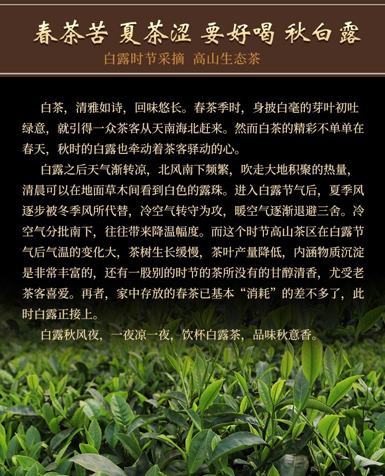 白露茶_02.jpg