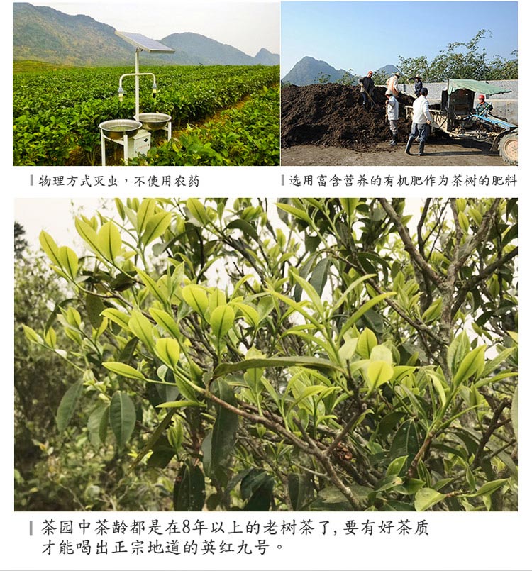 英红九号_07.jpg