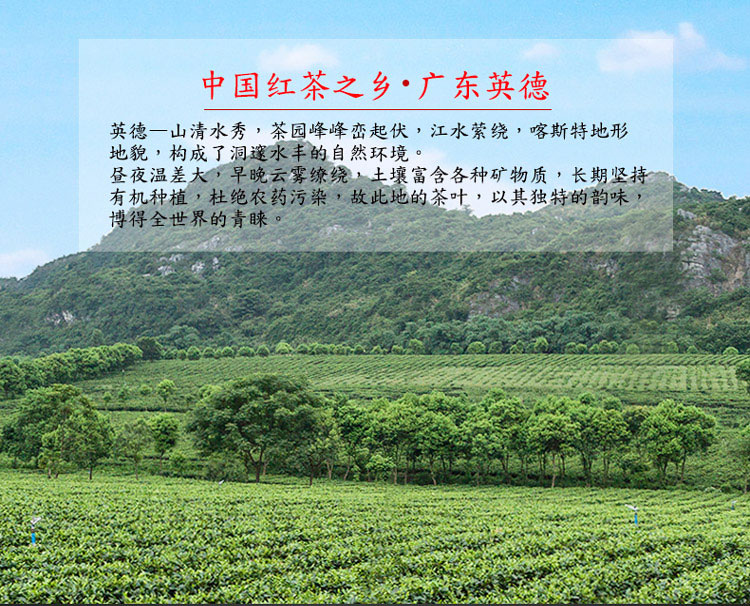 英红九号_05.jpg