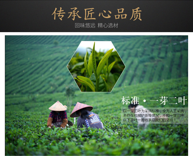 英红九号_08.jpg