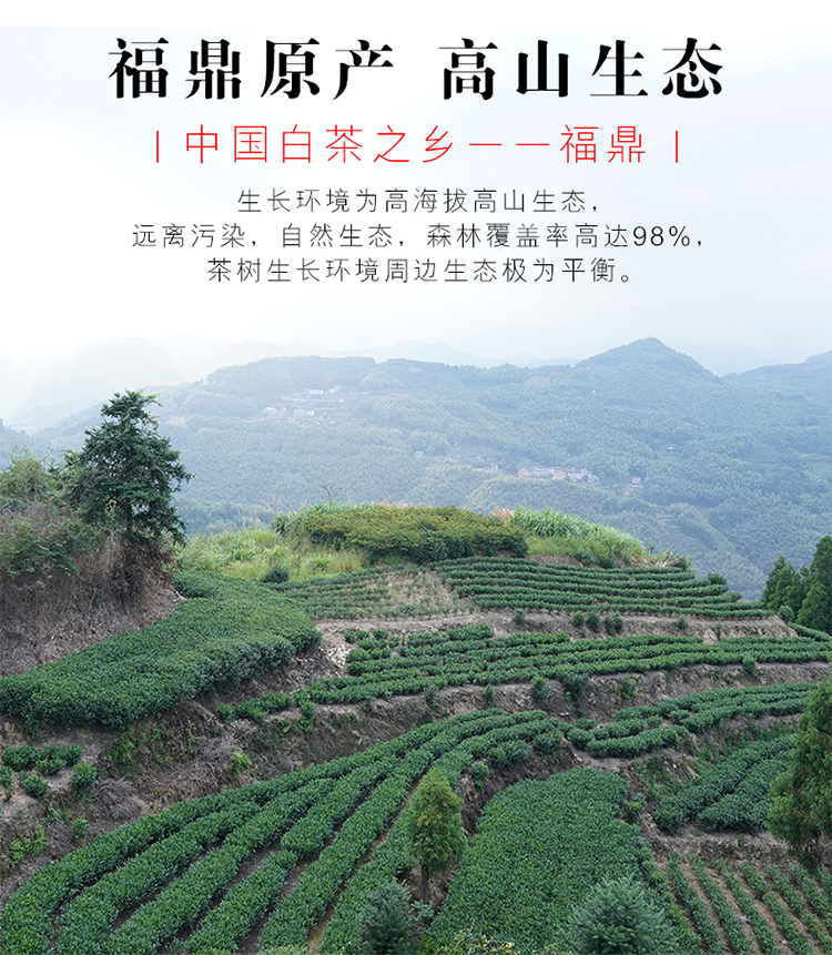 2019牡丹王_02.jpg