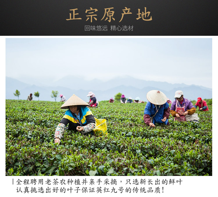 英红九号_06.jpg