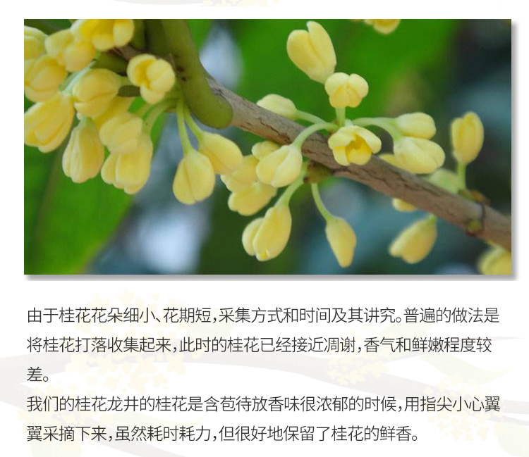 桂华龙井_05.jpg