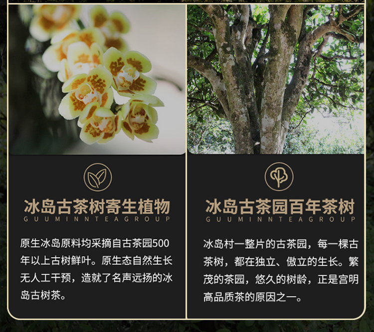 小冰岛普尔_06.jpg